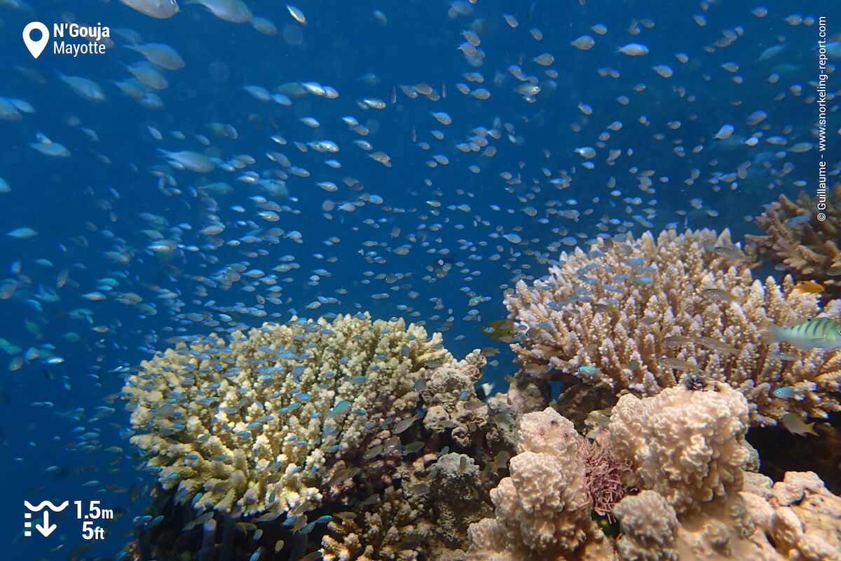 Green chromis over N'Gouja reef drop off