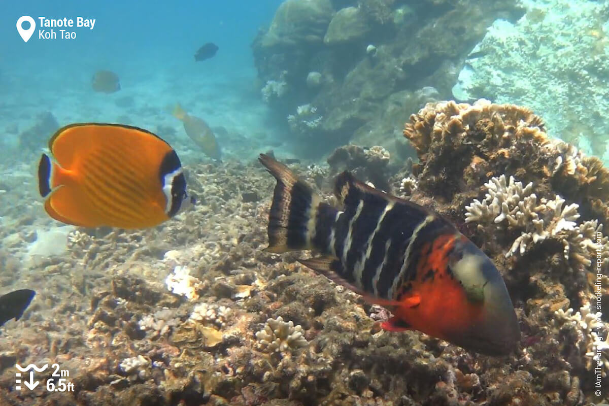 Reef fish in Tanote Bay