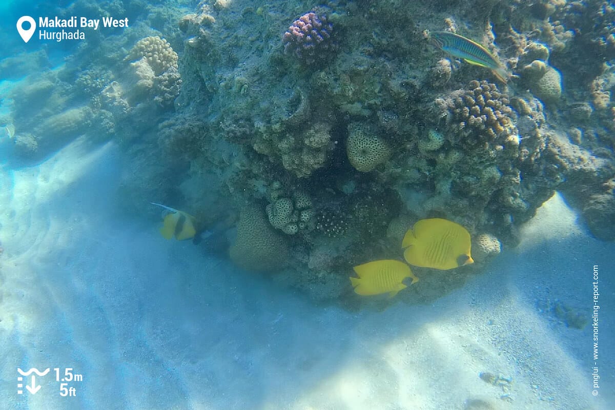 Reef fish at Makadi Bay