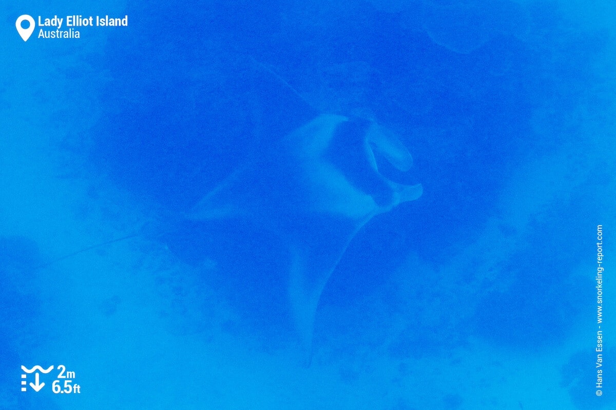 Reef manta ray at Lady Elliot Island