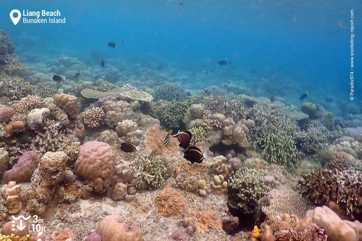 The reef slope at Liang Beach