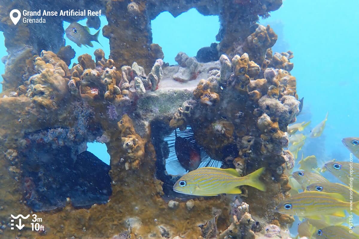 Artificial reef at Grand Anse, Grenada