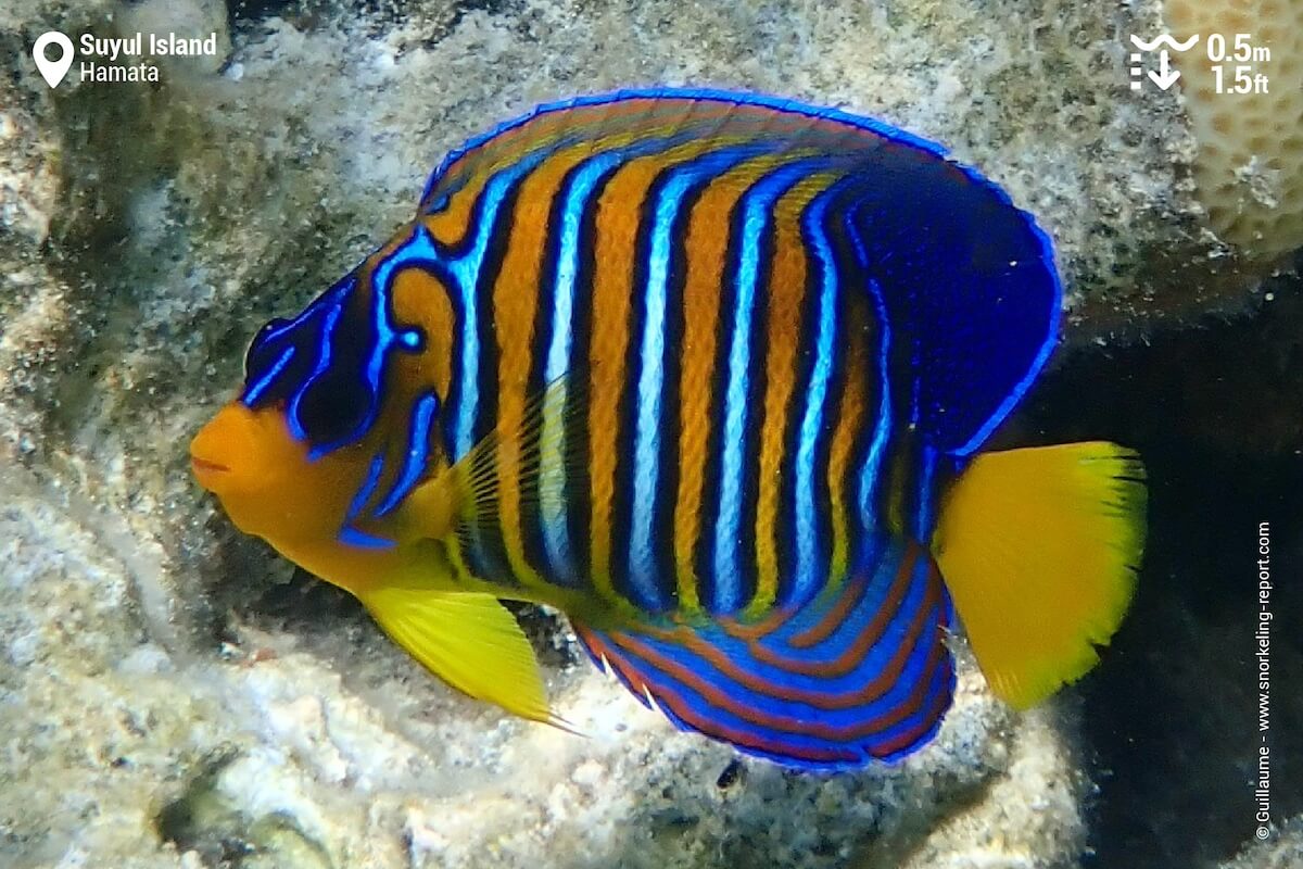 Regal angelfish at Suyul Island