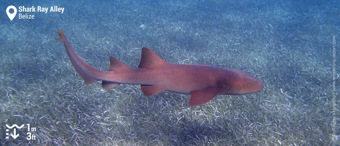 Snorkeling avec les requins-nourrices de Shark Ray Alley