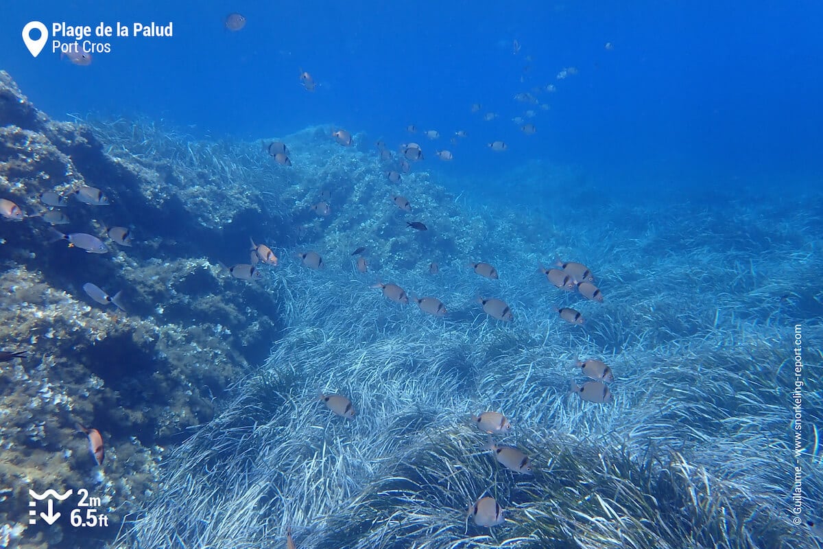 Rocky seabed and posidonia at Plage de la Palud