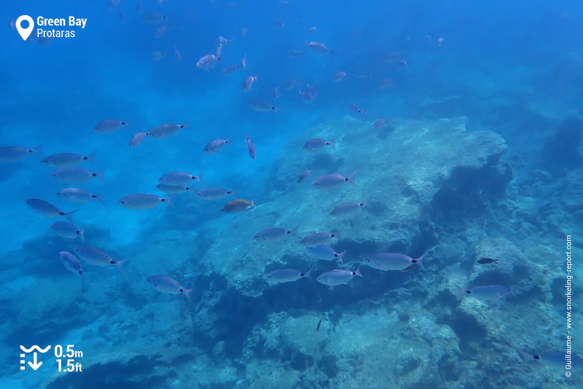 School of saddled bream over rocky beds at Green Bay