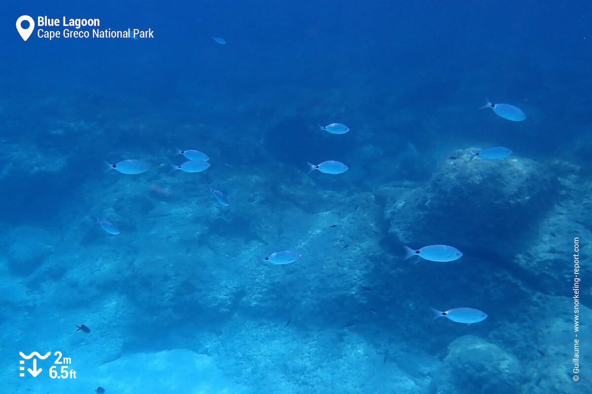 Rocky seabed and fish at the Blue Lagoon