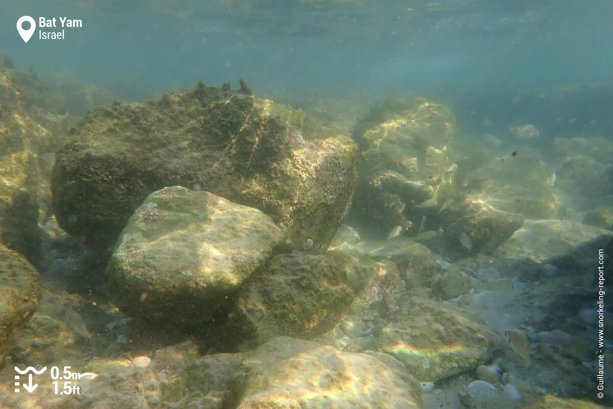Rocky seabed in Bat Yam pool