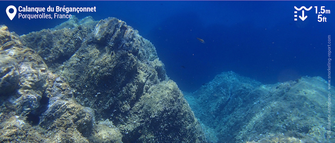 Rocky seabed at Calanque du Breganconnet, Porquerolles