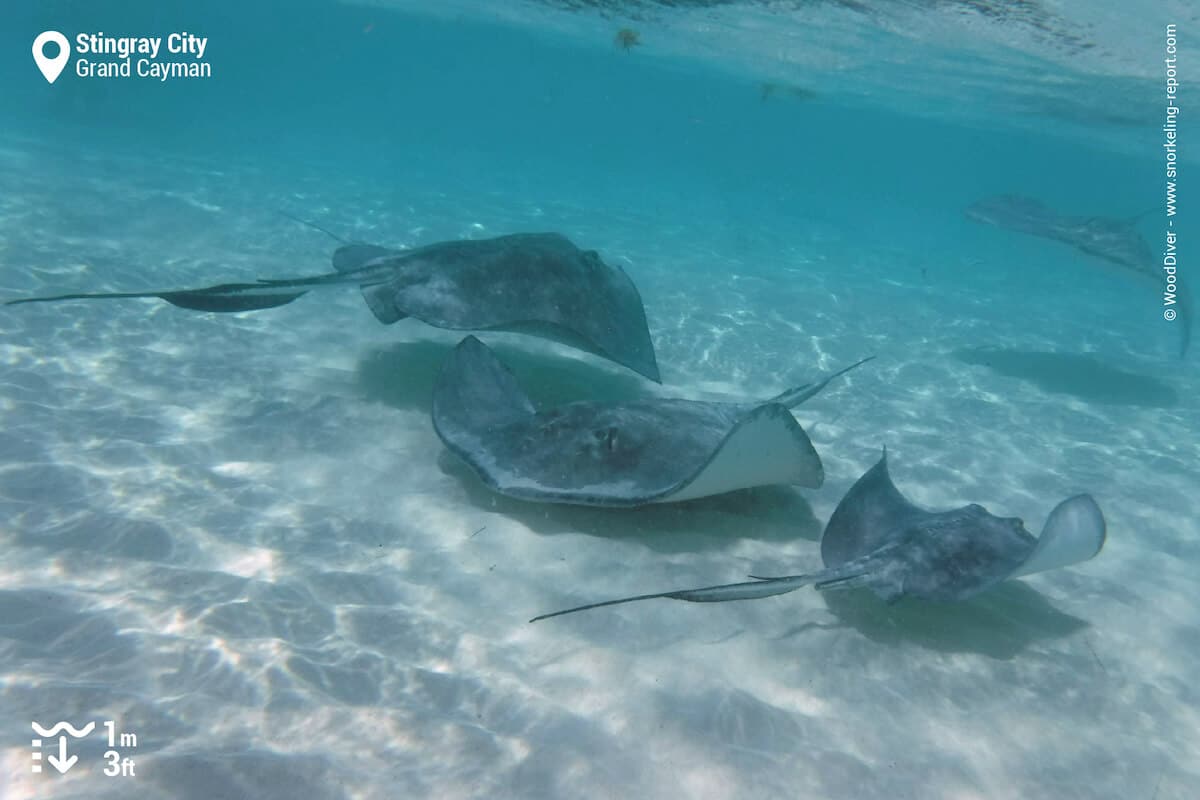 Southern stingrays at Stingray City