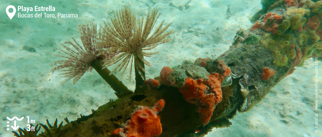 Vers spirographes sur des racines de mangrove