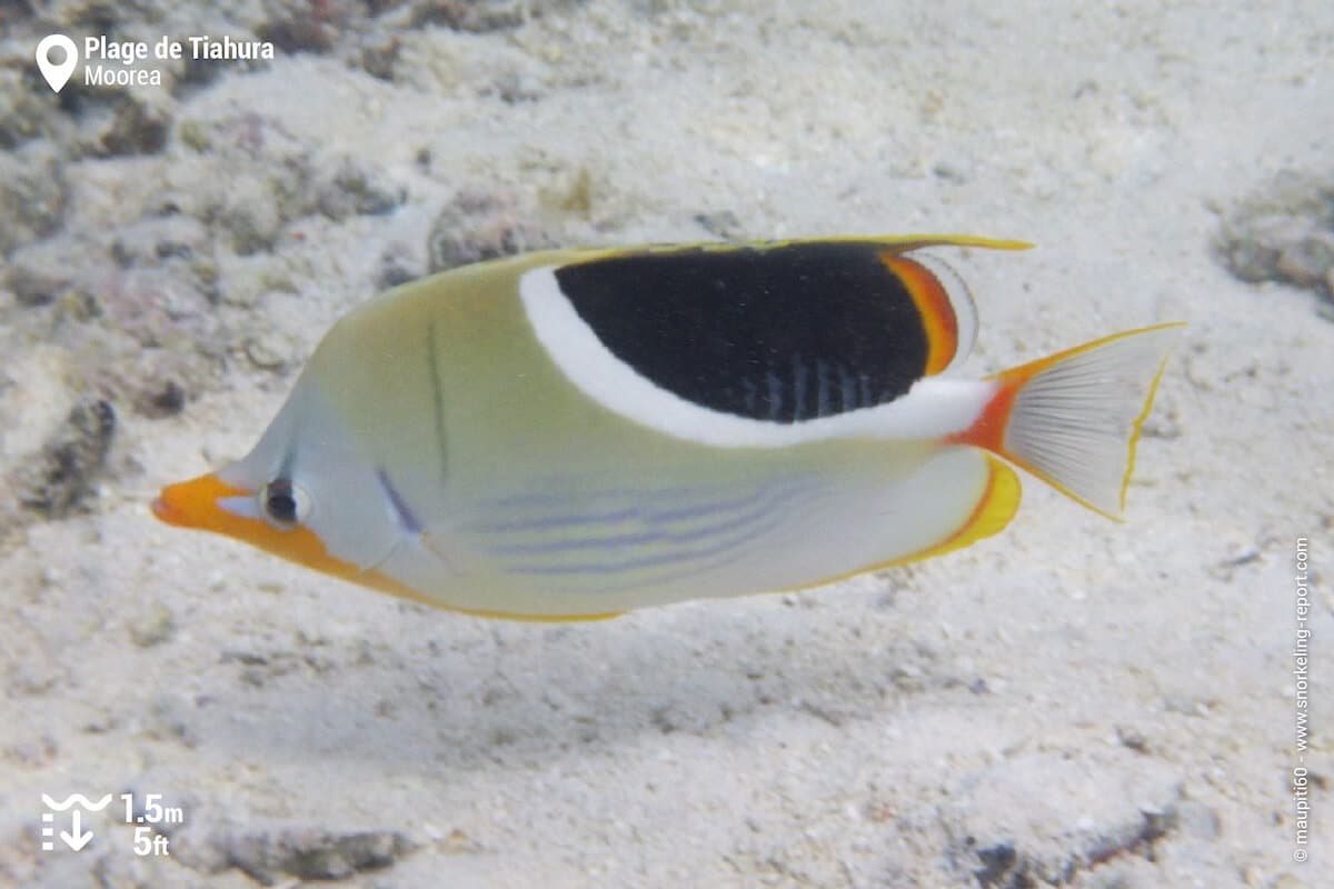 Saddled butterflyfish at Tiahura Beach