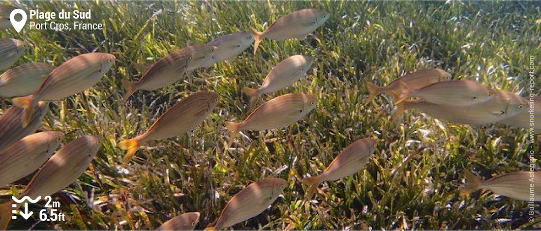 School of salema porgy at Plage du Sud, Port Cros