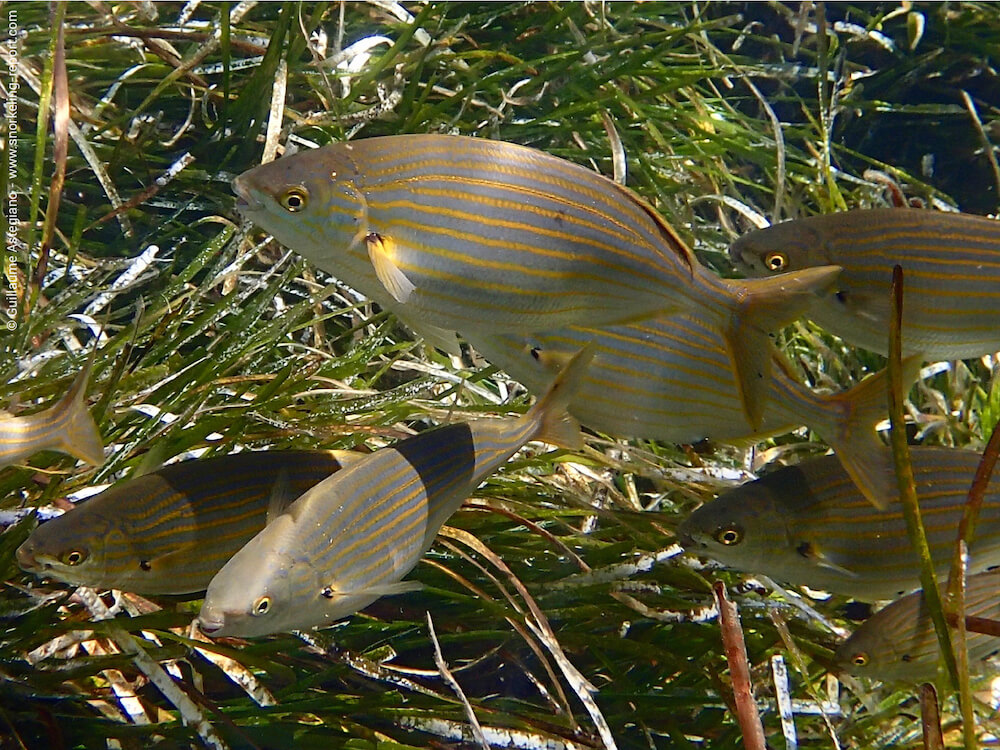 Sarpa salpa