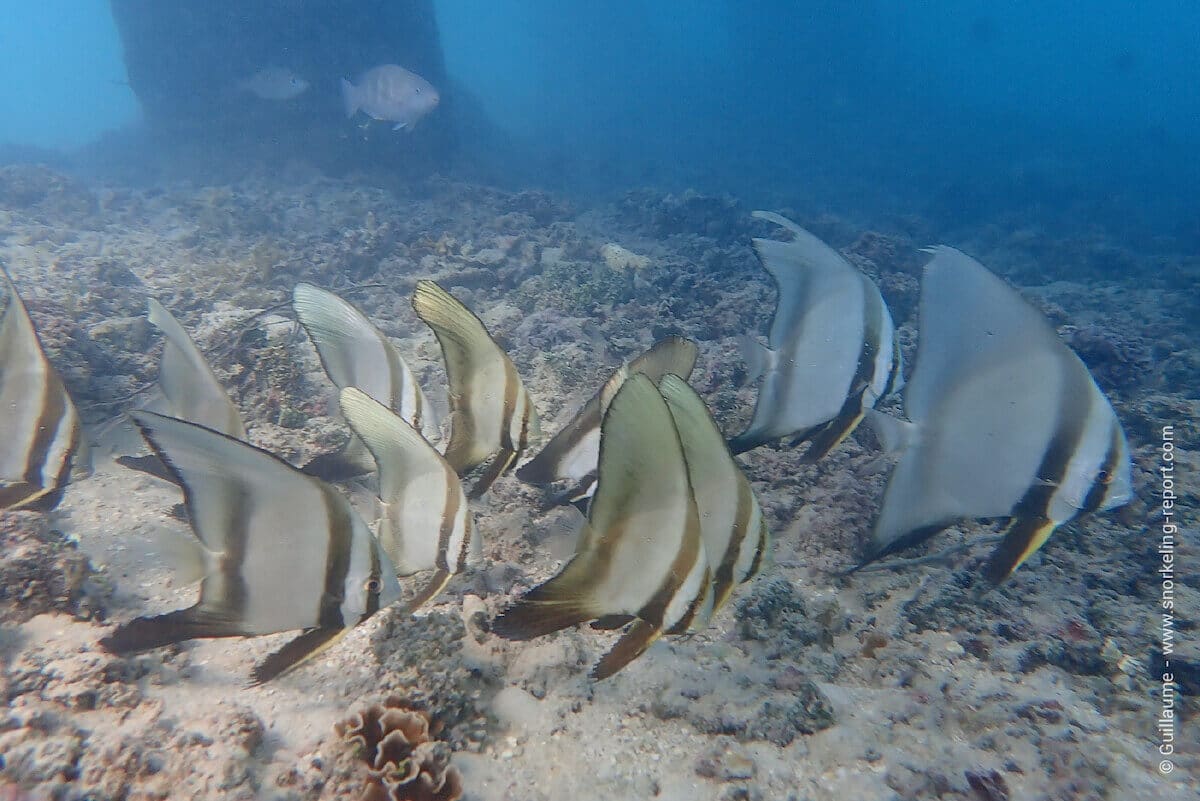 School of batfish at Avea Beach, Huahine