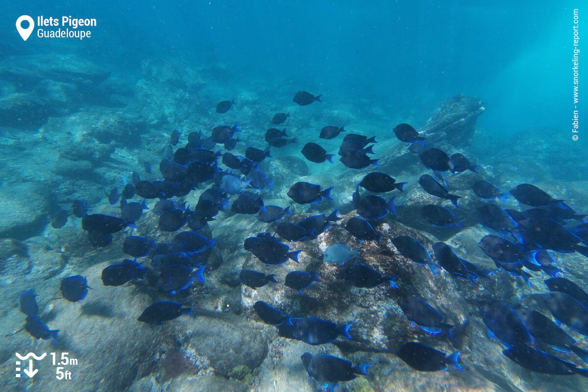 A school of blue tang encountered at shallow depth.