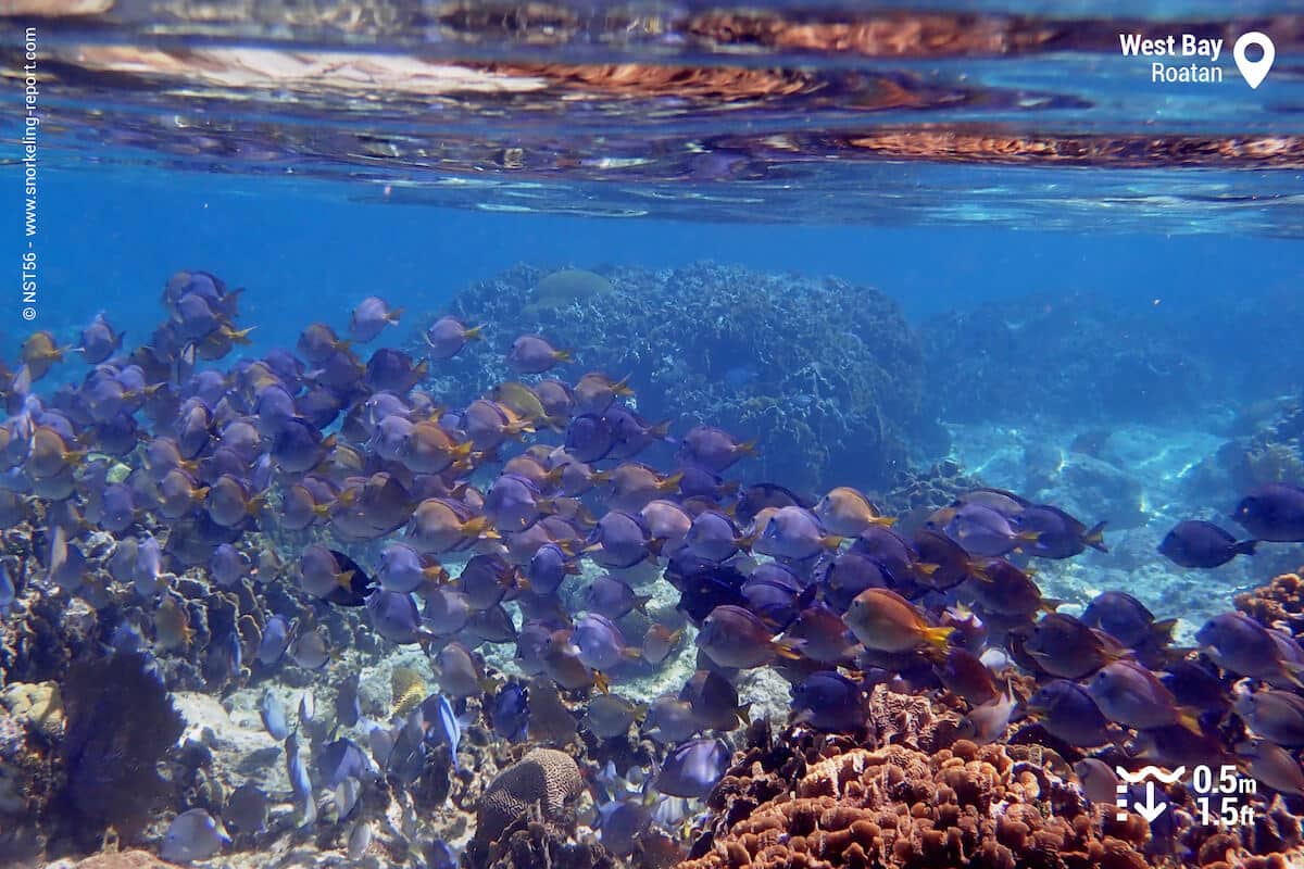 School of blue tang in West Bay, Roatan