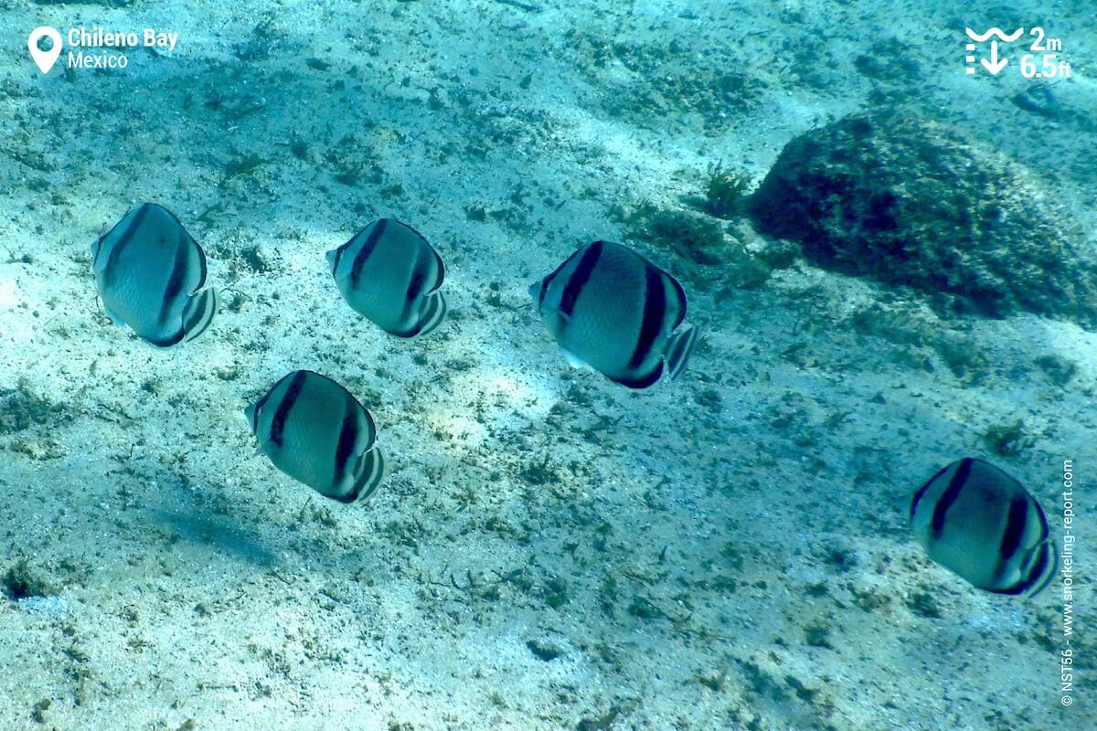 School of threebanded butterflyfish in Chileno Bay