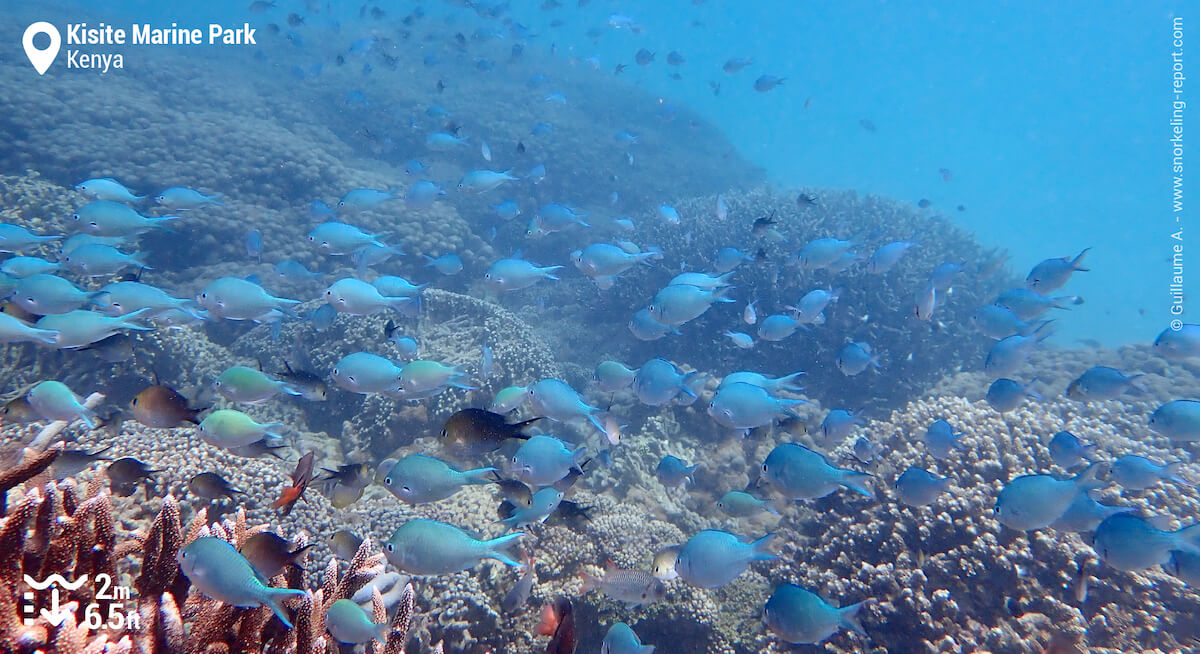 Coral reef and chromis in Kisite