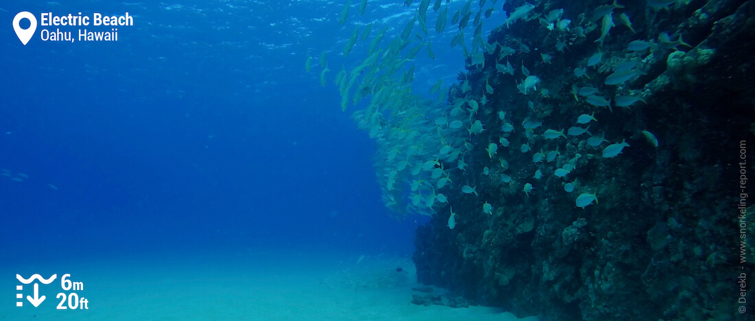 Snorkeling à Electric Beach, Oahu