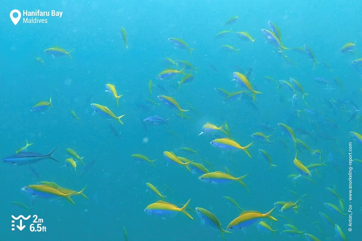 School of fusiliers at Hanifaru Bay