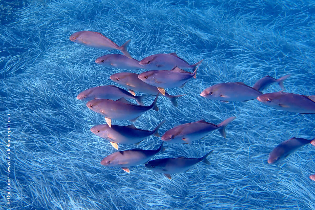 School of greater amberjack in Port Cros