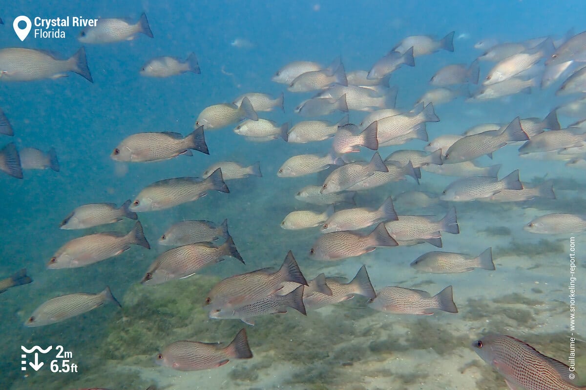 A school of grey snappers at Hunter Springs.