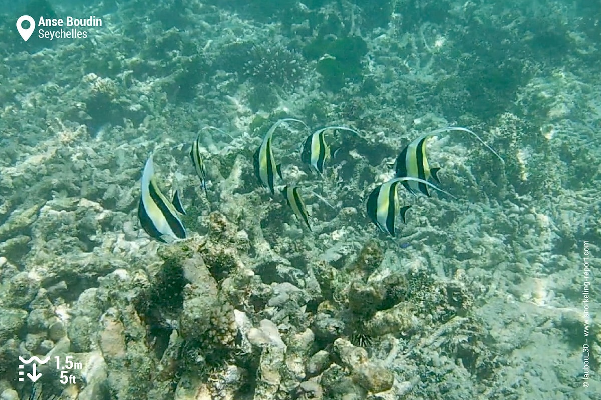 School of Moorish Idols at Anse Boudin