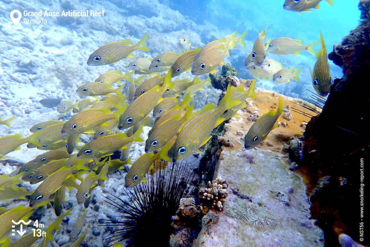 School of French grunt at the artificial reef