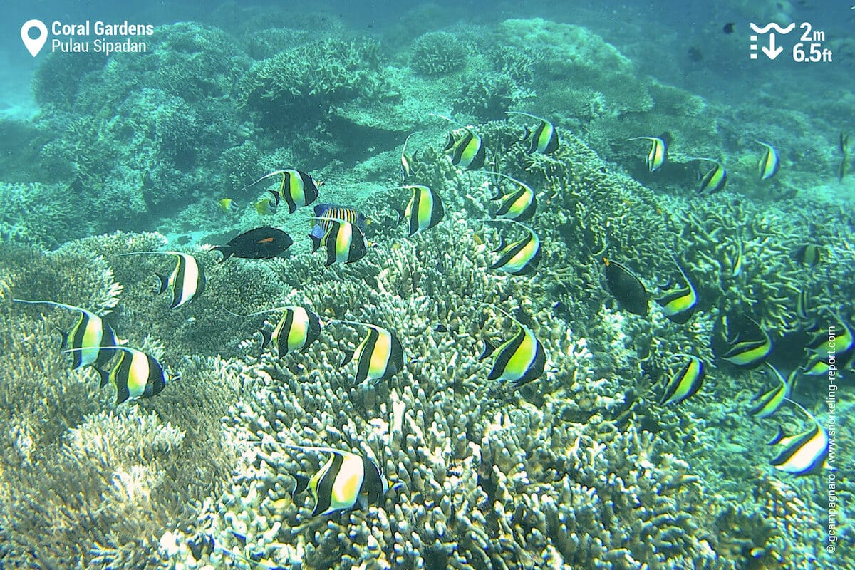 School of Moorish Idols in the Coral Gardens