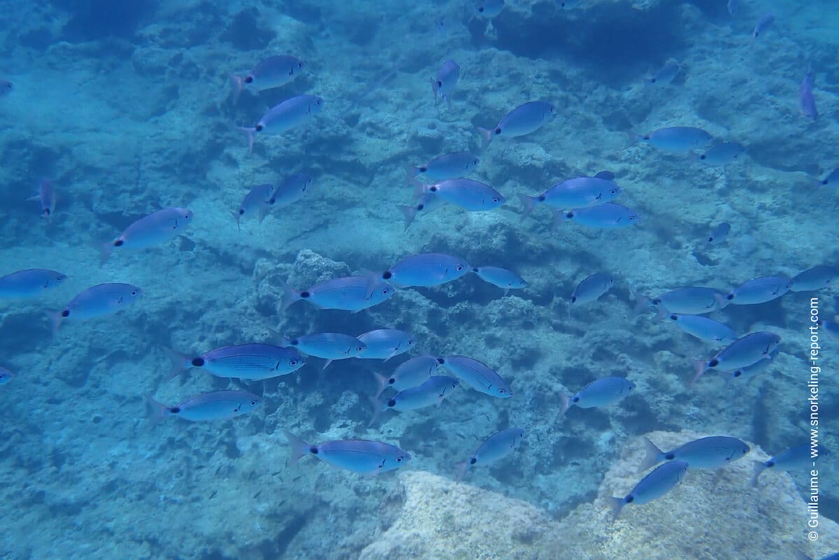 A school of saddled seabream above Green Bay rocky beds
