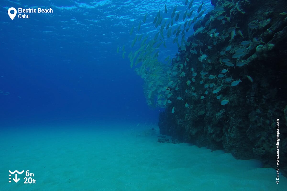 A school of snappers sheltering next to the pipeline.