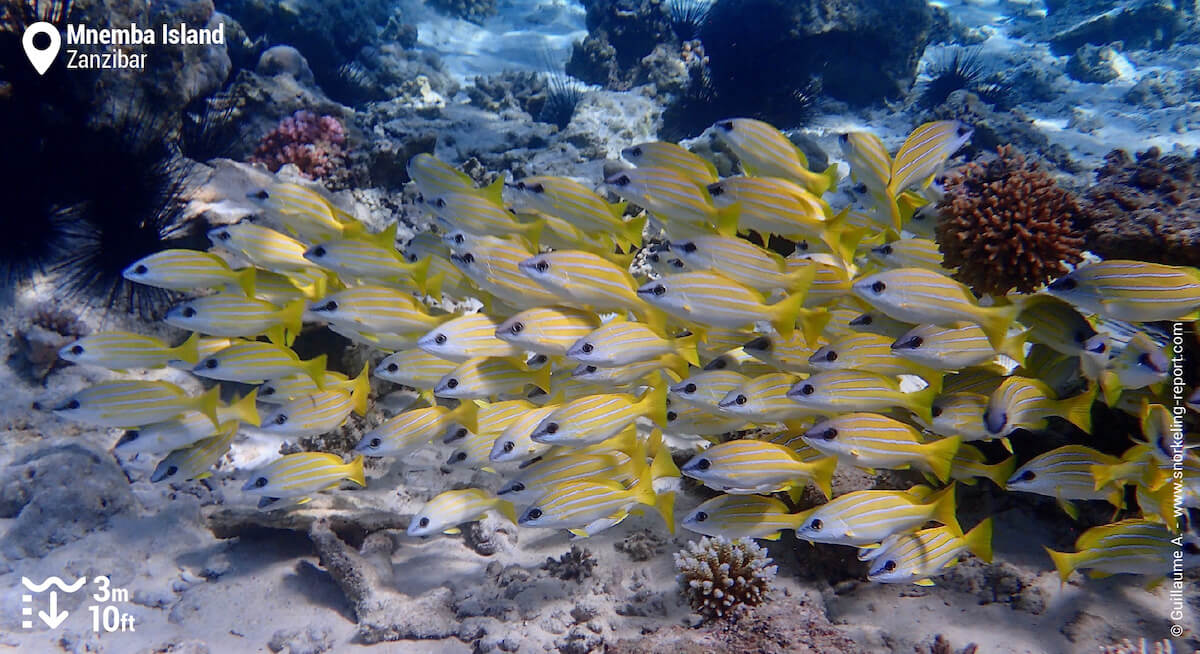 School of snappers at Mnemba Island