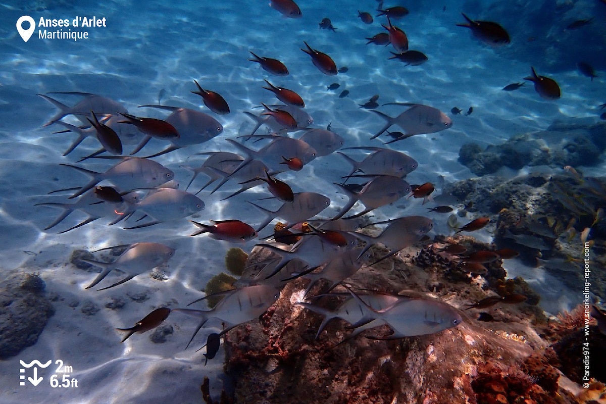 School of pompano and chromis