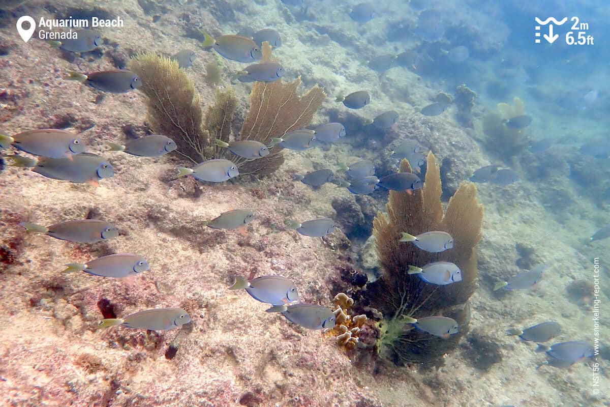 School of surgeonfish in Aquarium Beach