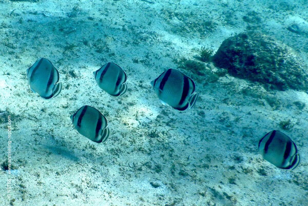 School of Threebanded butterflyfish in Mexico