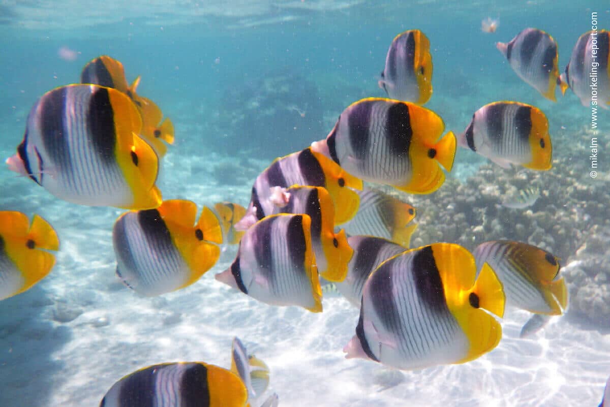 School of double saddle butterflyfish in La Fausse Passe, Maupiti