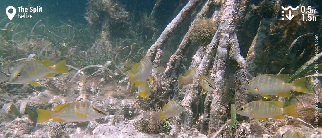 Schoolmaster snapper at the Split, Caye Caulker