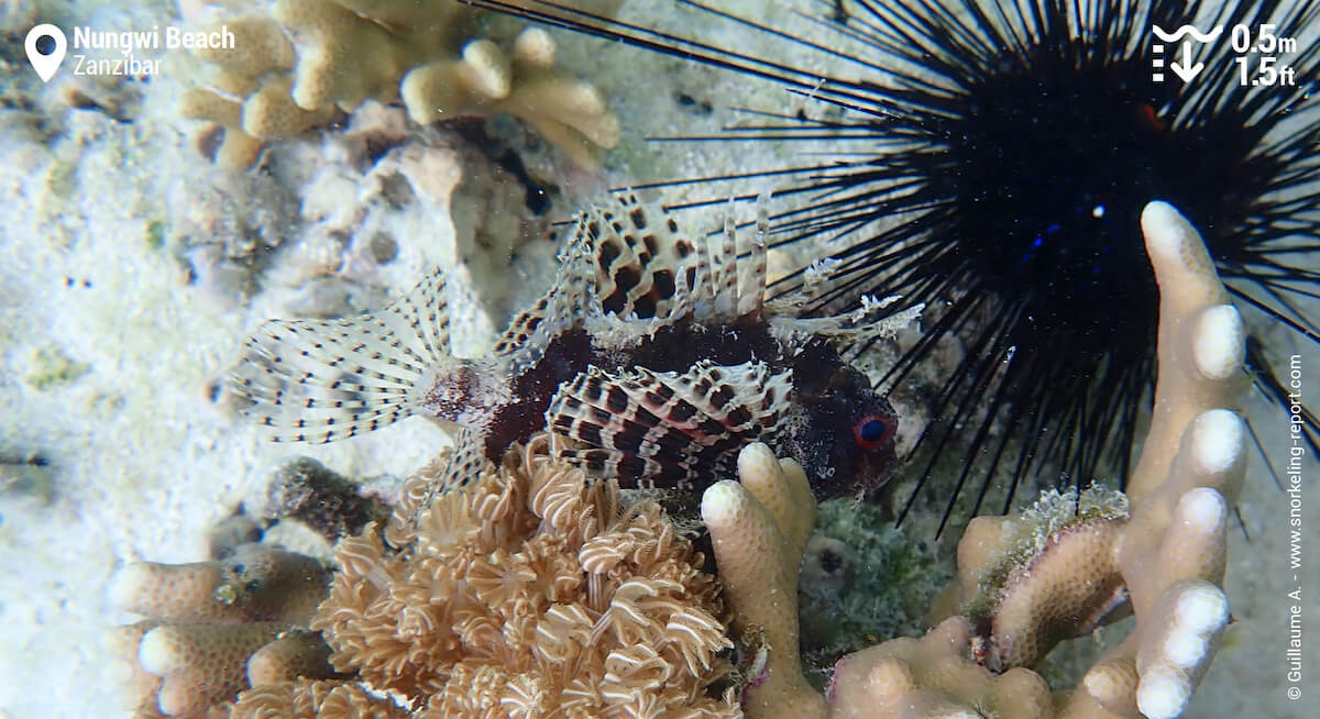 Scorpionfish in Nungwi