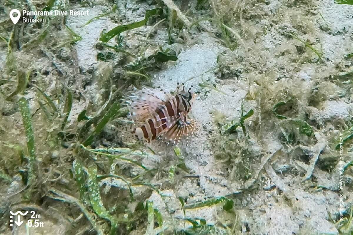 Scorpionfish at Panorama Dive Resort