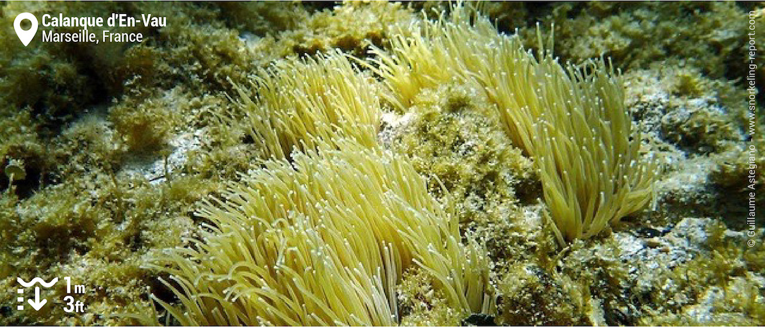 Sea anemones at Calanque d'En Vau