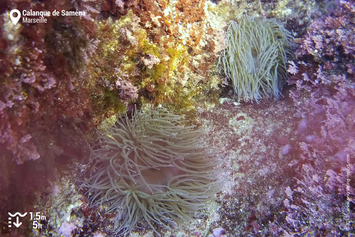 Sea anemones at Calanque de Saména