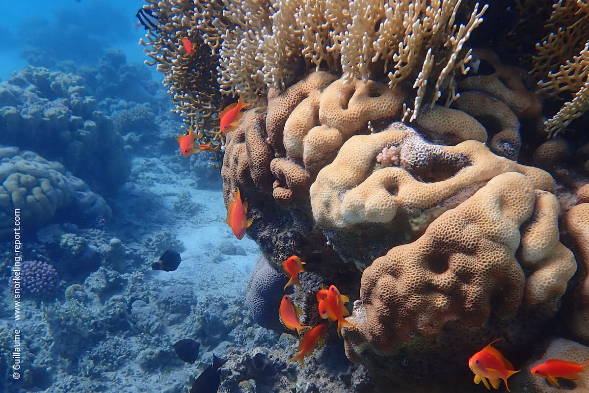 Sea goldies near coral in Aqaba