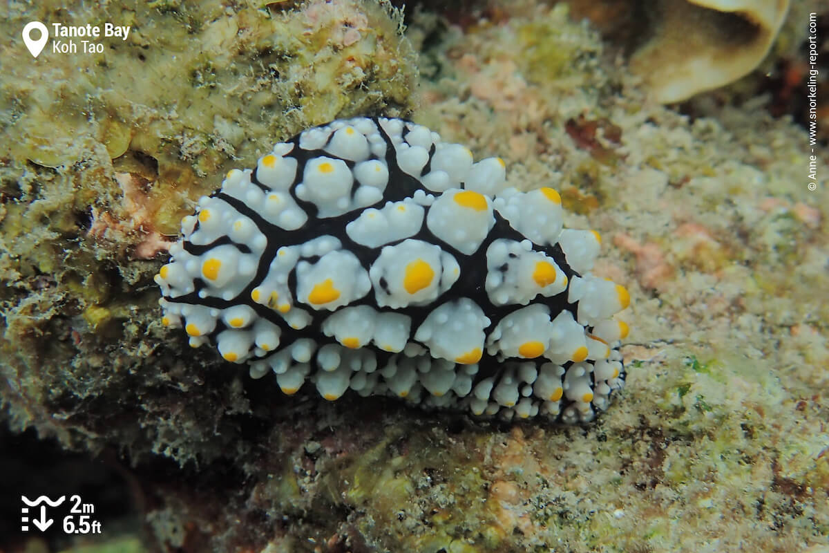 Nudibranch at Tanote Bay