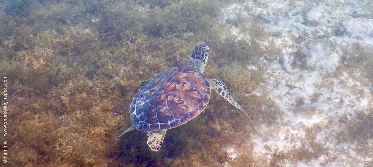 Sea turtle in Curacao