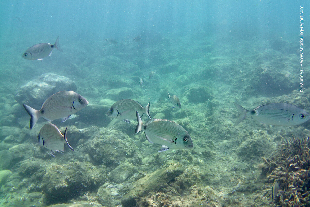 Seabream Plage de Peyrefite