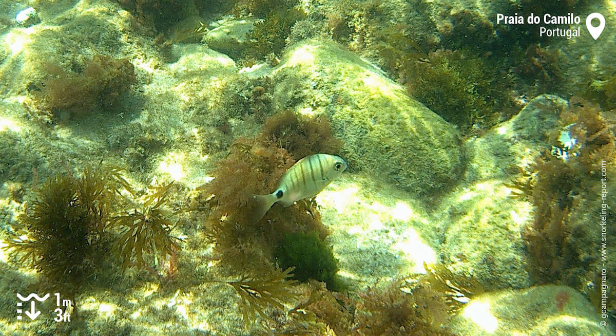 Sargo in Praia do Camilo