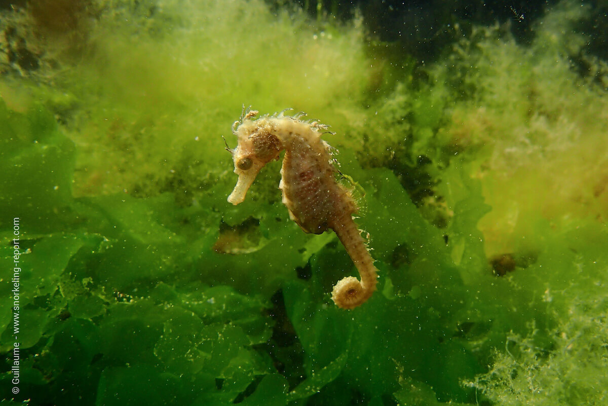 A seahorse in Etang de Thau