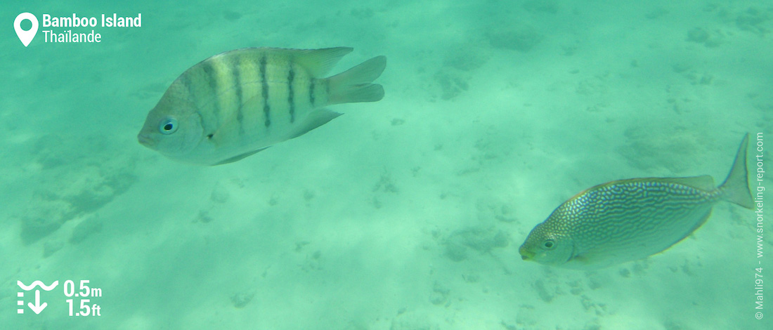 Sergent-major à Bamboo Island