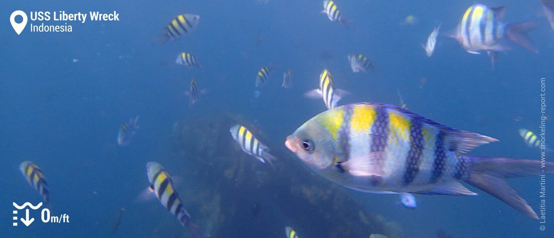 Sergeant major at USS Liberty wreck, Bali